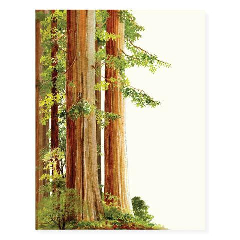 Redwoods - Blank